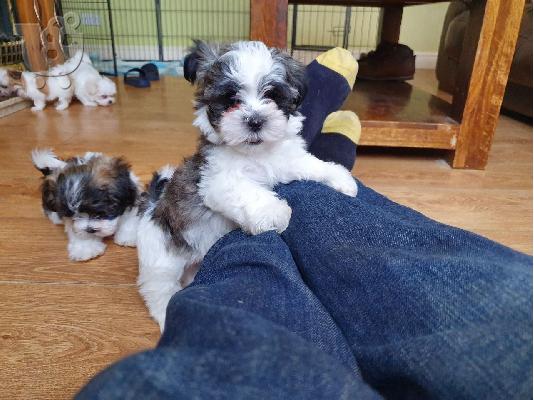 PoulaTo: Κορυφαία Quailty Kc Όμορφα κουτάβια Shih Tzu